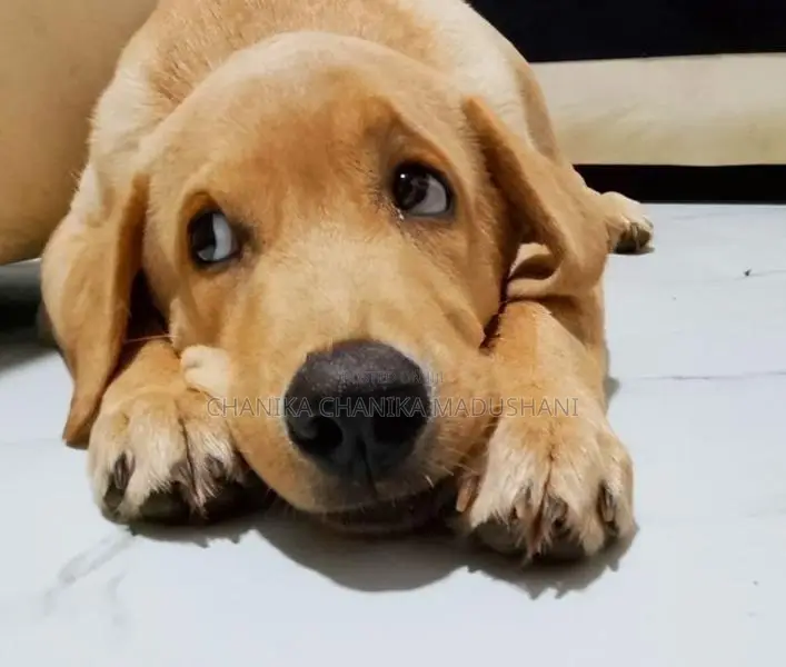 Labrador Retriever