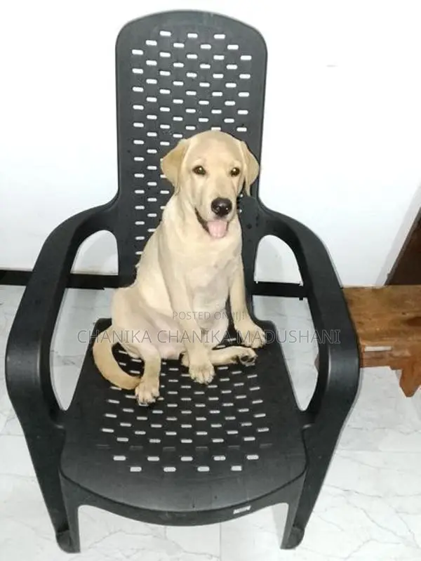 Labrador Retriever