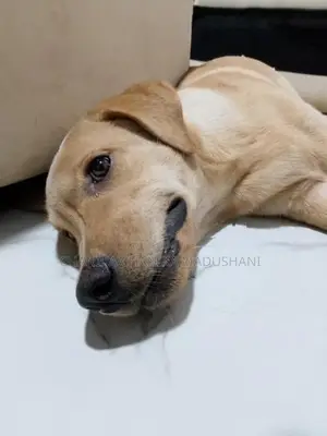 Labrador Retriever