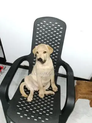 Labrador Retriever