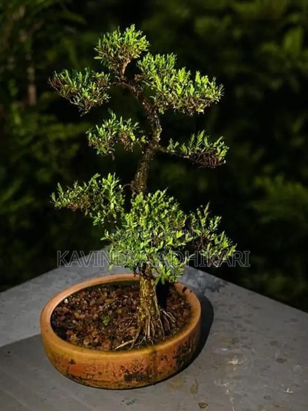 Bonsai Pot