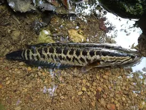 Agas Fish
