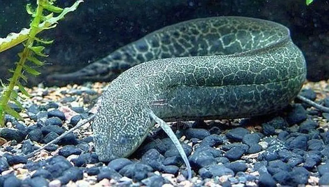 African Marbled Lungfish