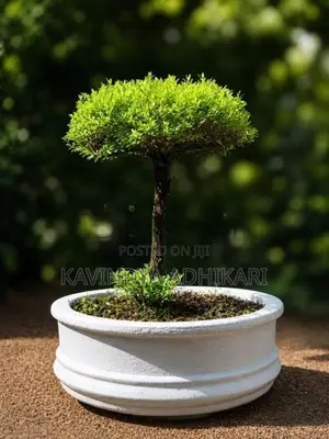 Bonsai Pot