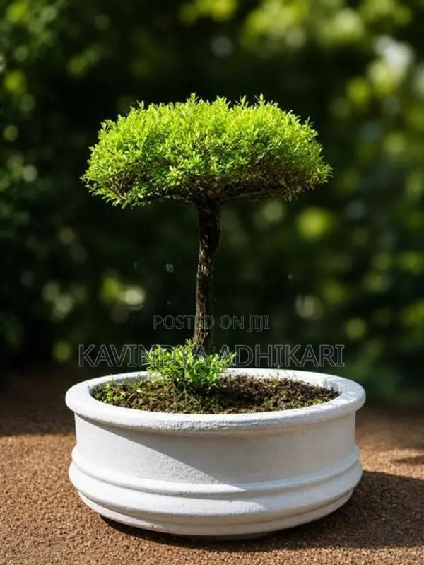 Bonsai Pot