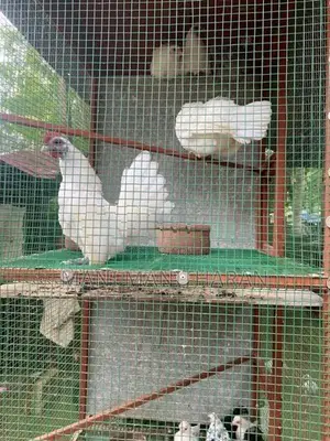 Farm Chicken with Cage