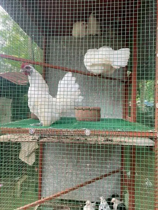 Farm Chicken with Cage
