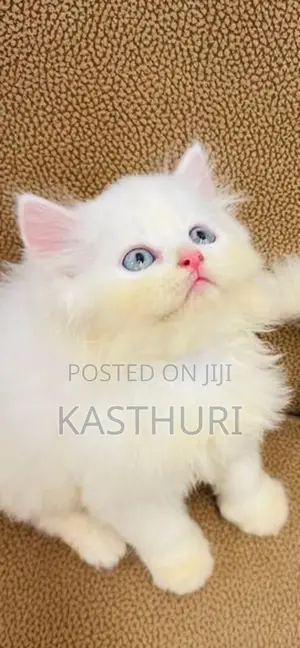 Persian Kitten Pure Breed