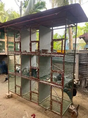Farm Chicken with Cage