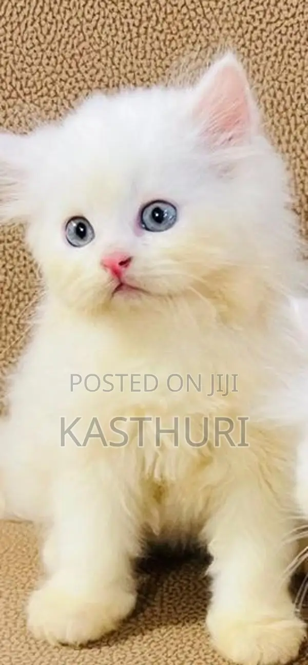 Persian Kitten Pure Breed