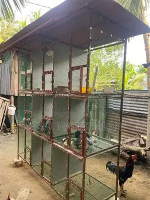 Farm Chicken with Cage