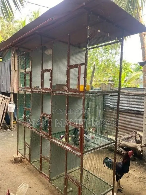 Farm Chicken with Cage