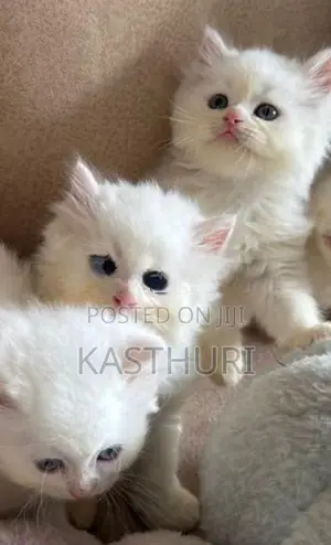 Persian Kitten Pure Breed