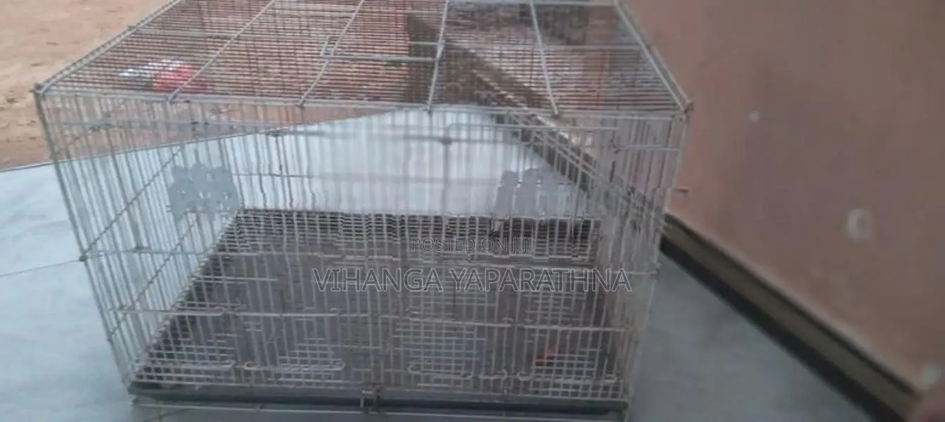 Bird Cage