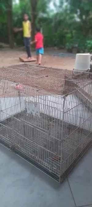 Bird Cage