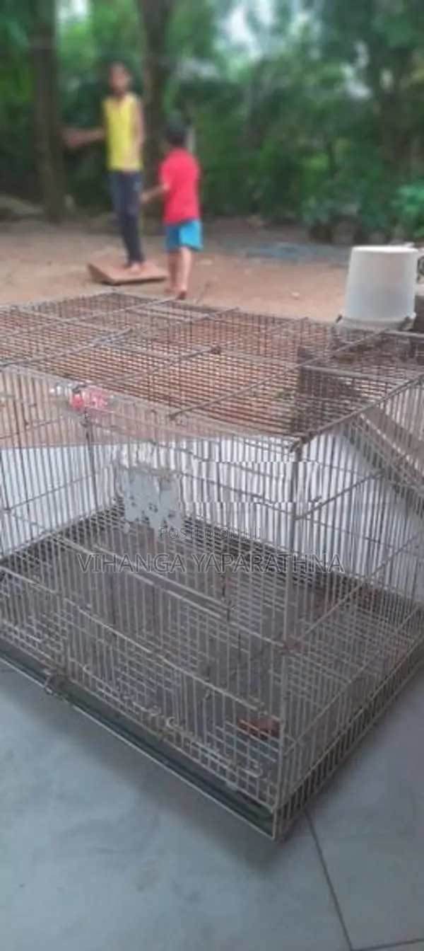 Bird Cage