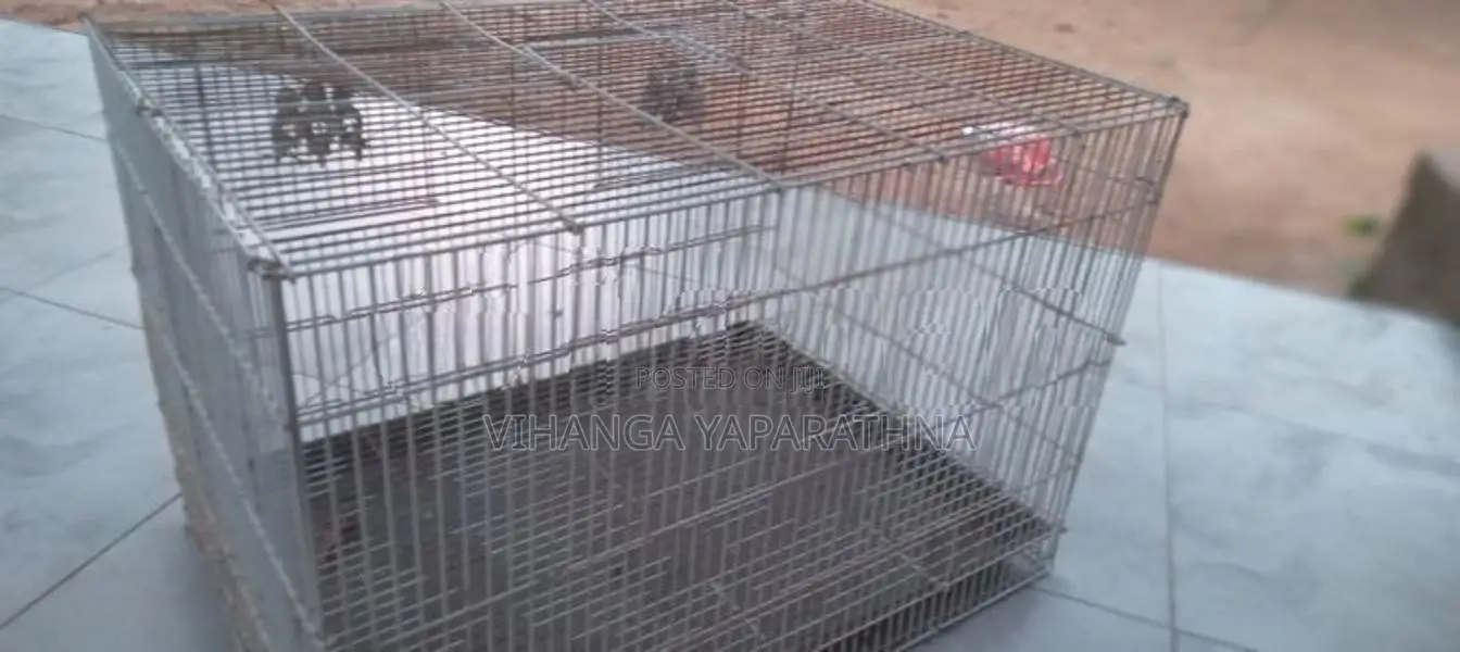 Bird Cage