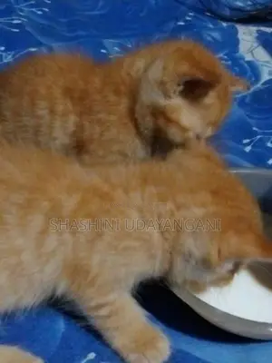 Persian Cat