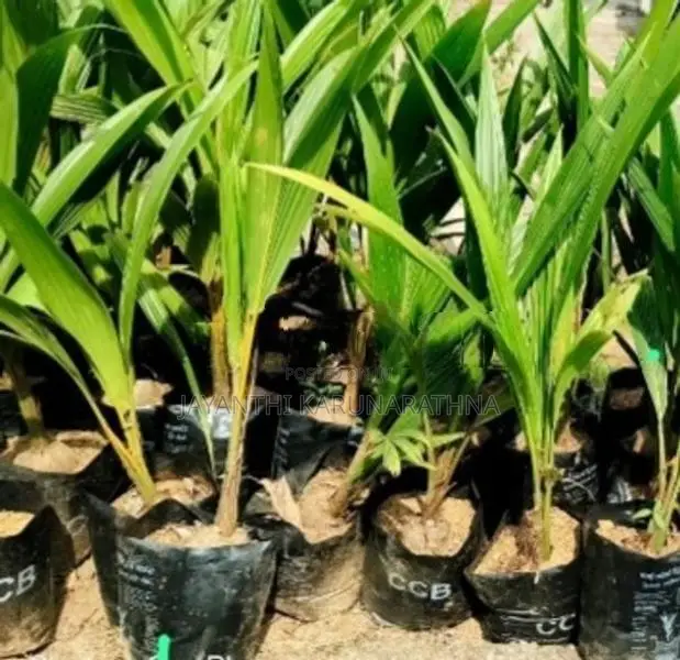 දෙමුහුම් පොල් පැළ