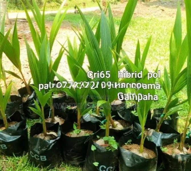 දෙමුහුම් පොල් පැළ