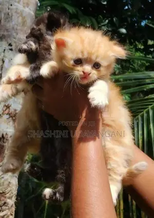 Persian Cat