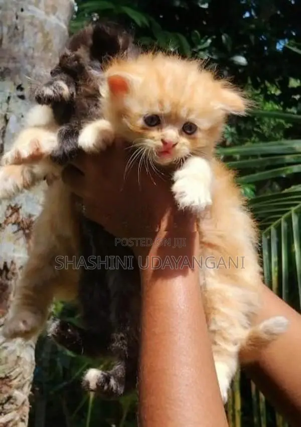 Persian Cat