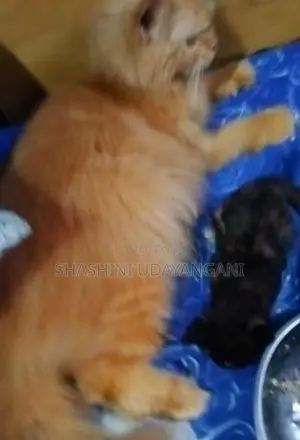 Persian Cat