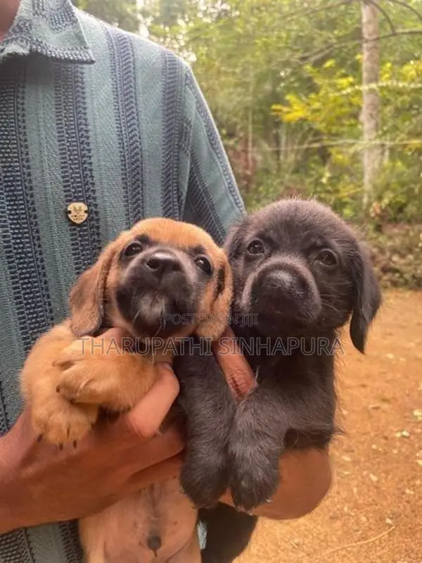 Shih Tzu Puppy