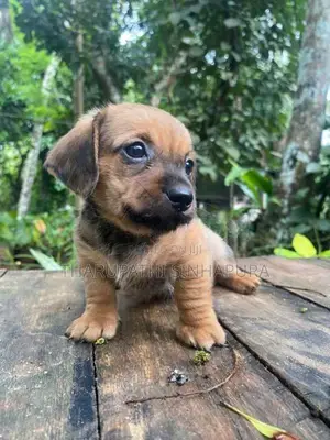 Shih Tzu Puppy