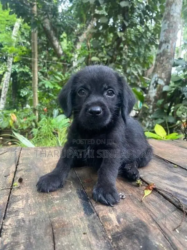 Shih Tzu Puppy