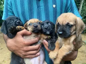 Shih Tzu Puppy