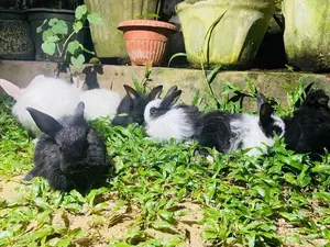 Angora Rabbit