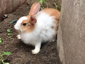 Angora Rabbit
