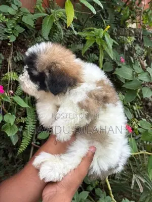 Shitzhu Puppy