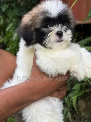 Shitzhu Puppy
