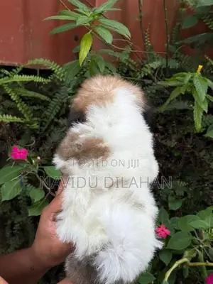 Shitzhu Puppy