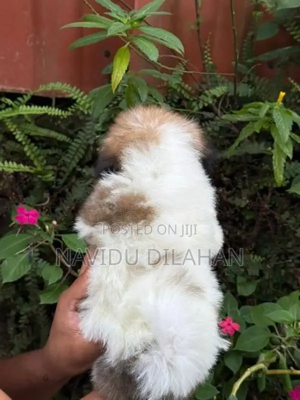 Shitzhu Puppy