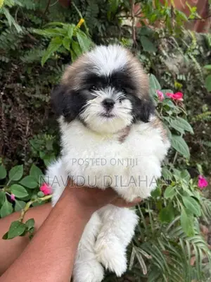 Shitzhu Puppy