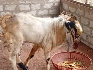 Farm Goats