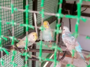 Ranbo Love Bird