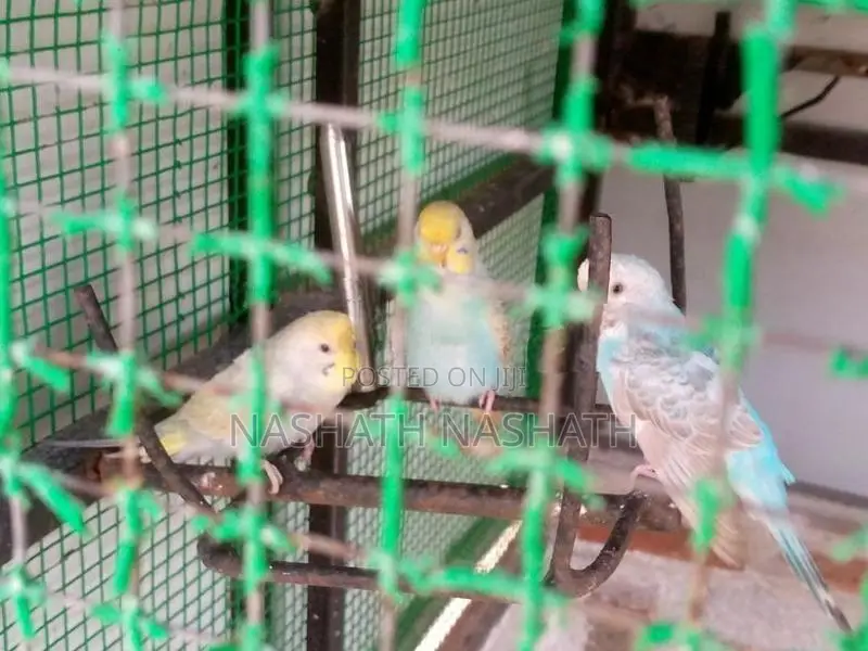 Ranbo Love Bird