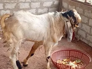 Farm Goats