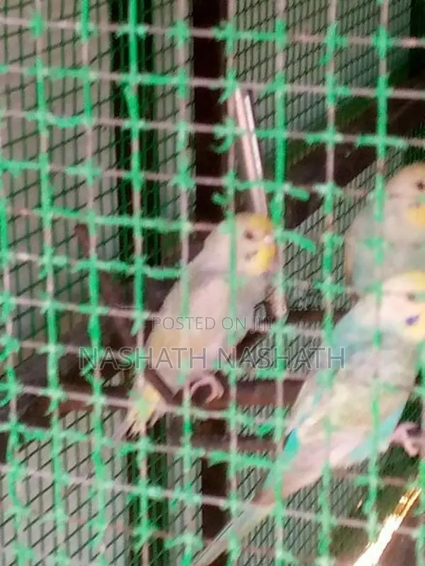 Ranbo Love Bird