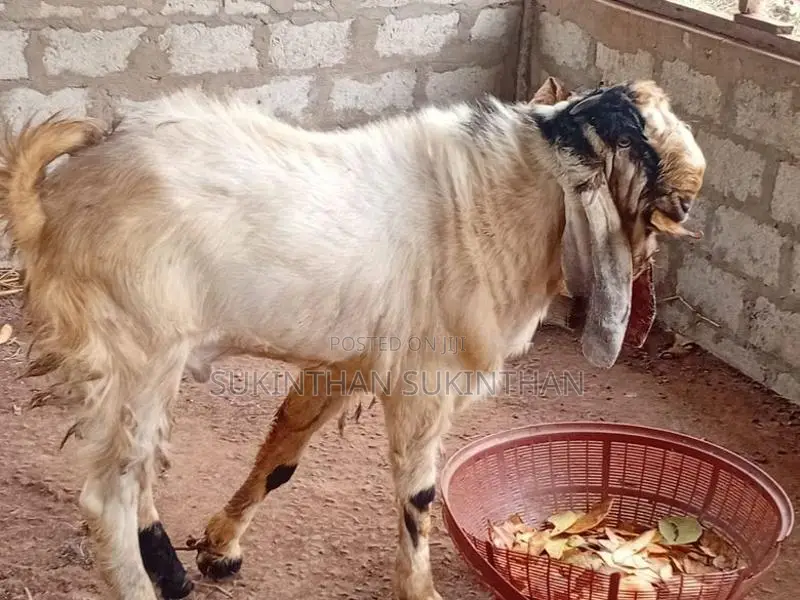 Farm Goat
