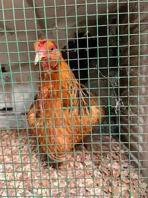 Brahama Hen