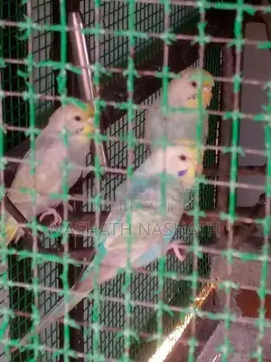 Ranbo Love Bird