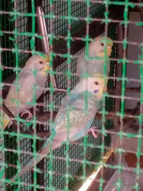 Ranbo Love Bird