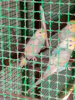 Ranbo Love Bird