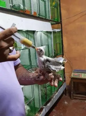 Hand Tamed Cockatiel Bird