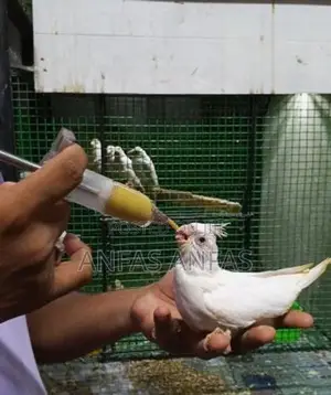 Hand Tamed Cockatiel Bird
